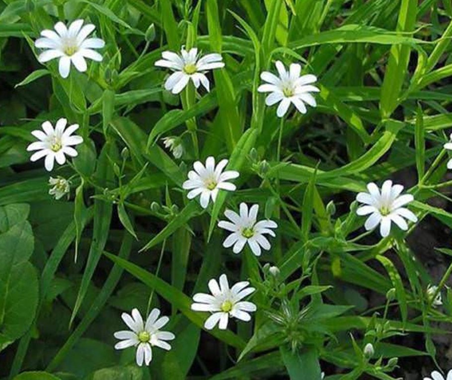 Звездчатка средняя (Stellaria Media)