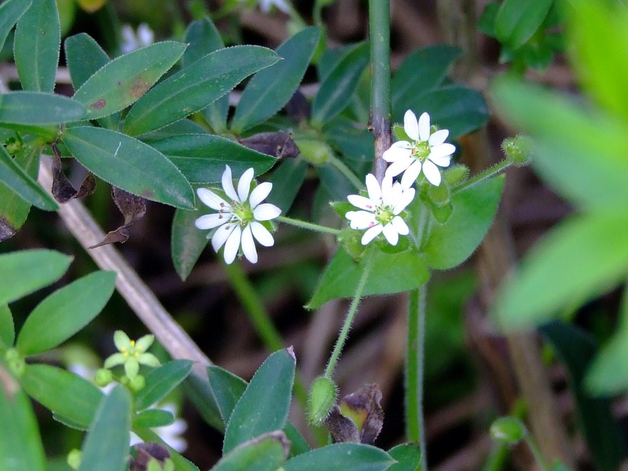 Звездчатка ланцетолистная