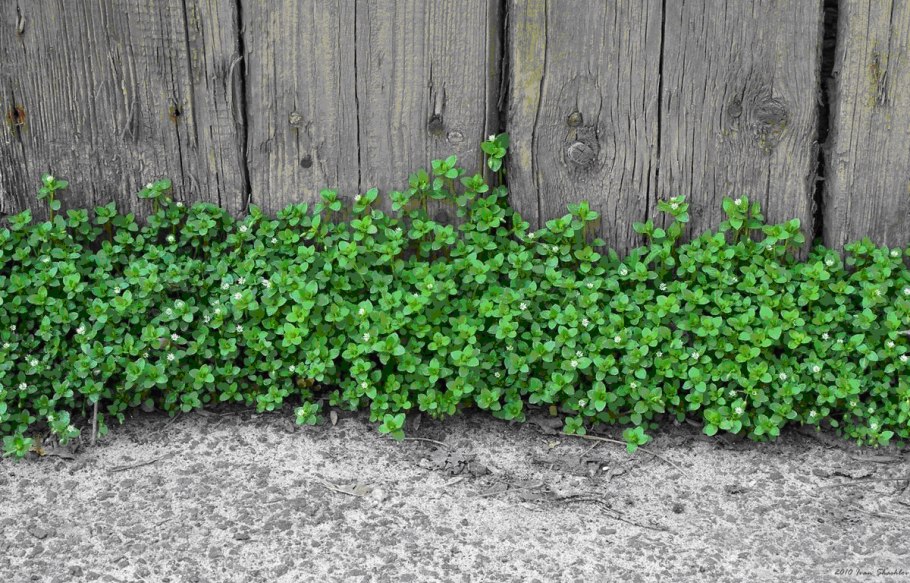 Звездчатка средняя мокрица