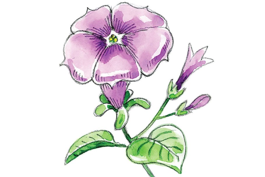 Растения карандашом