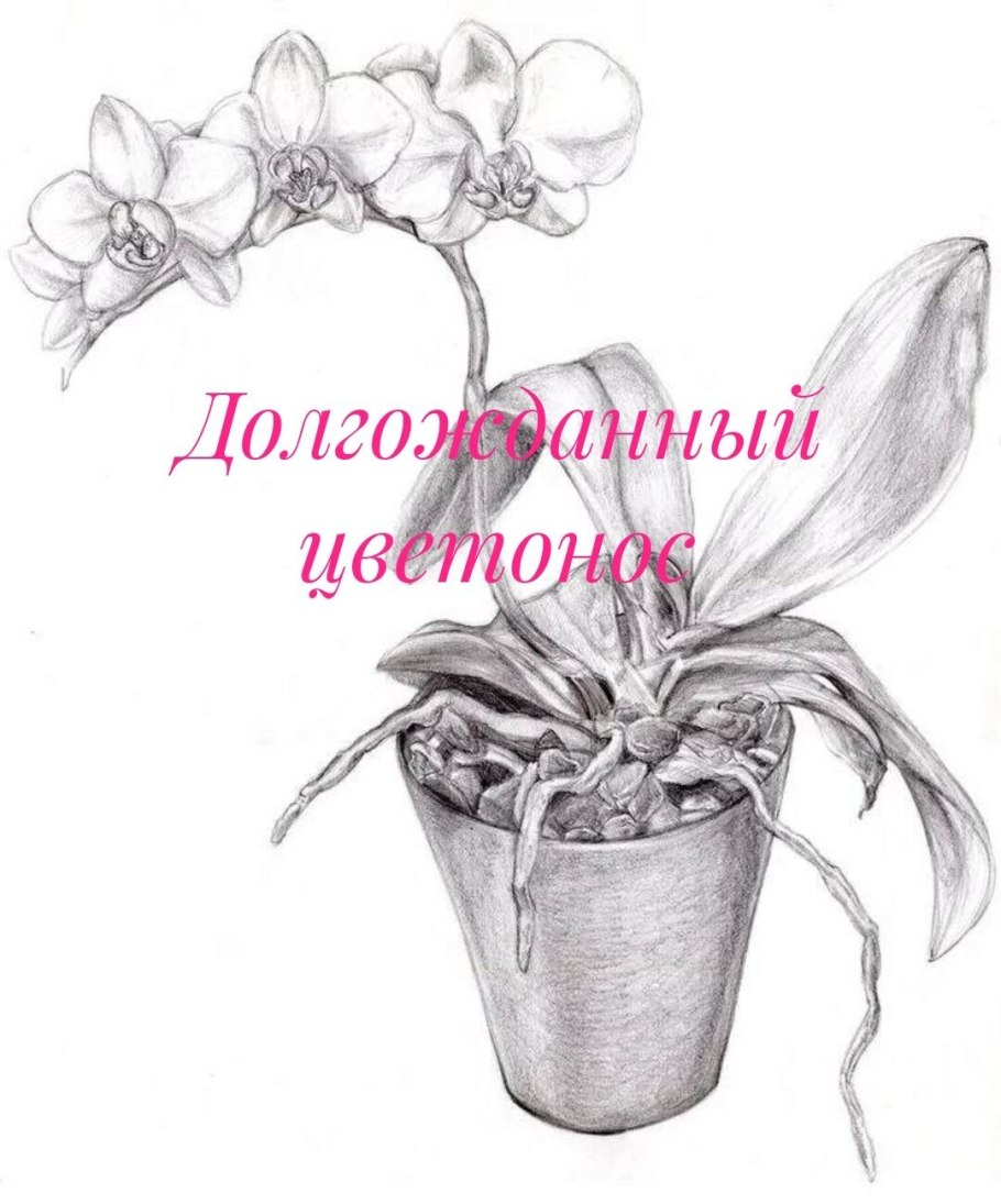 Рододендрон Шлиппенбаха раскраска