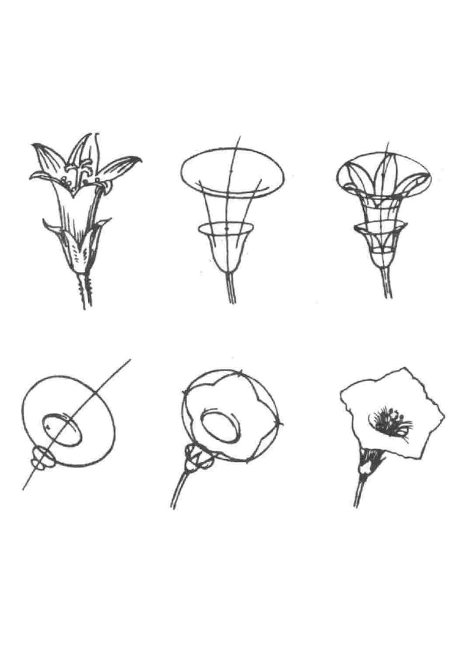 Схемы рисования цветов