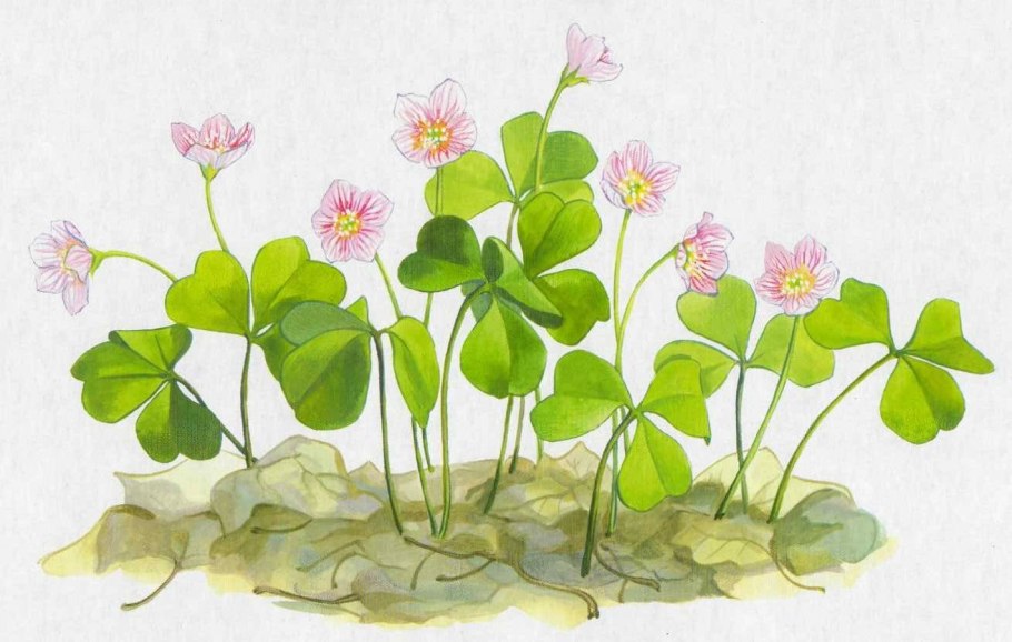 Кислица растение рисунок