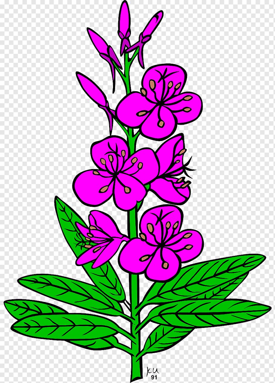 Кипрей узколистный вектор