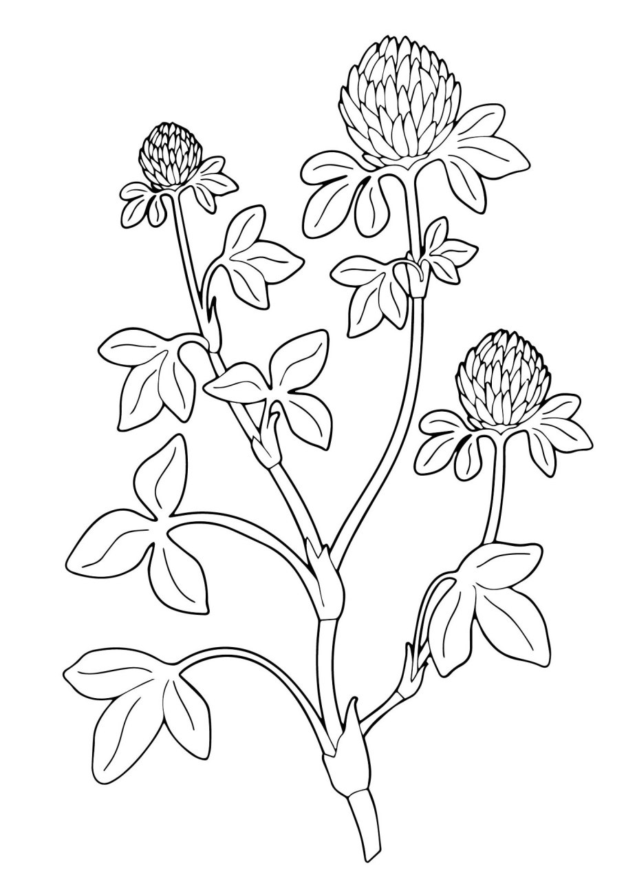 Полевые цветы раскраска