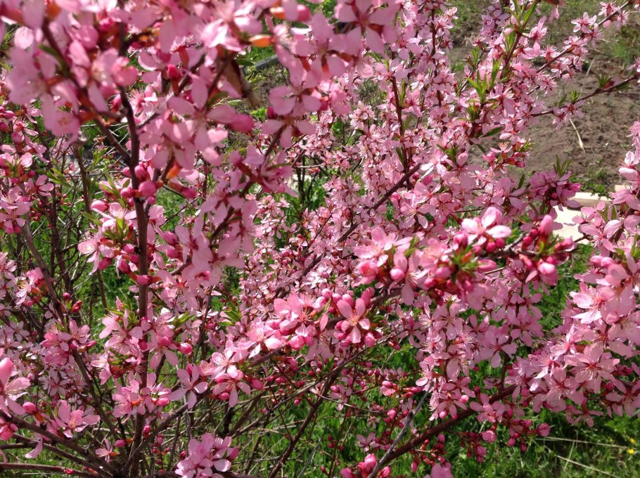 Миндаль Ледебура