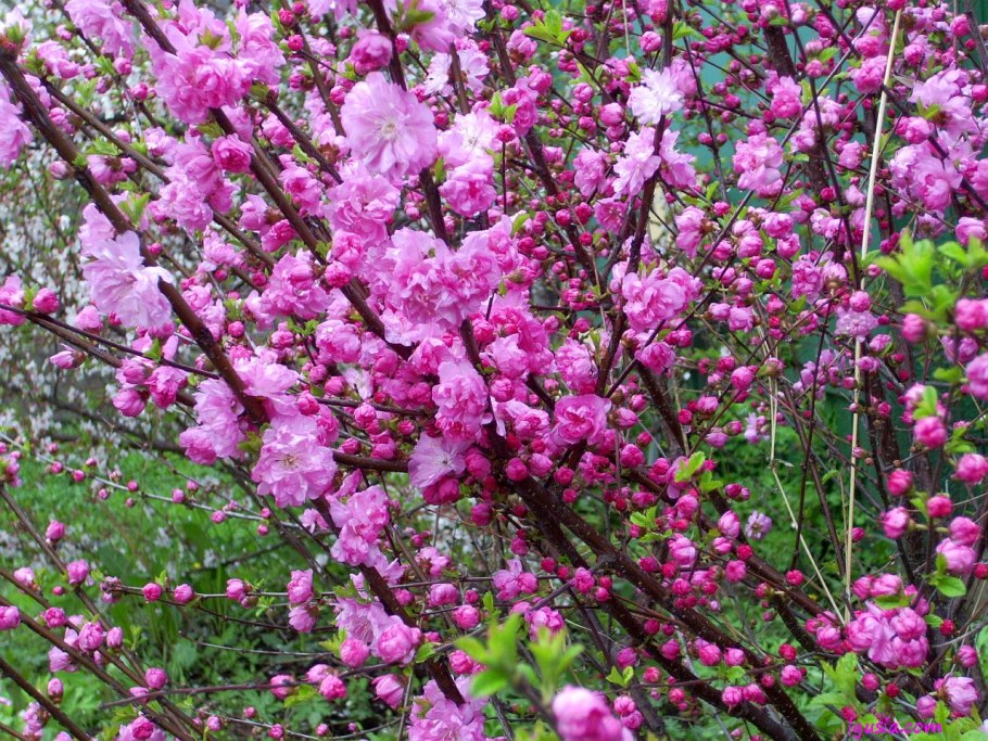 Миндаль трехлопастной Цзилинская