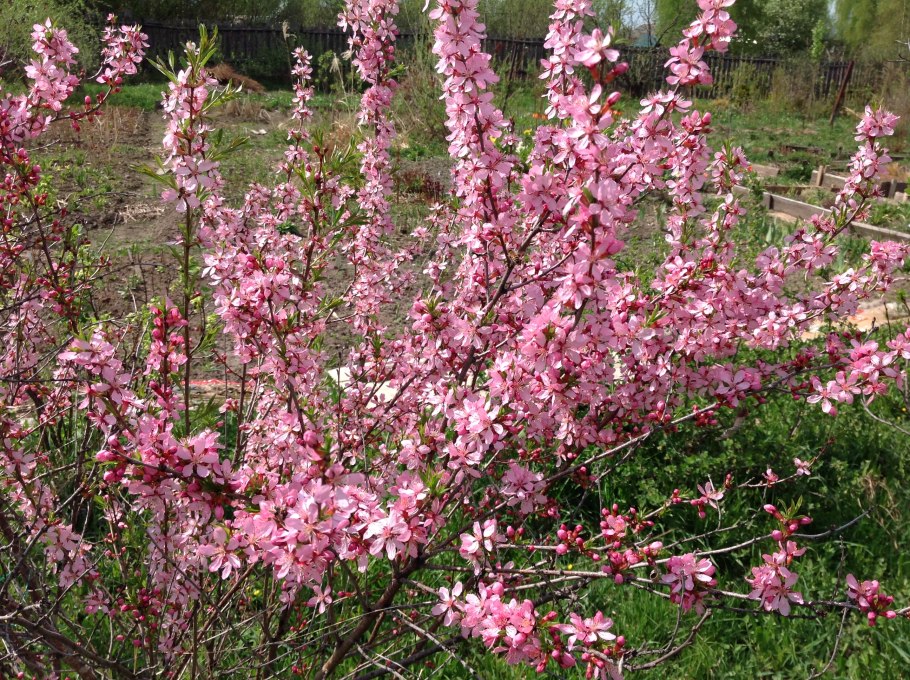 Миндаль Луизиана