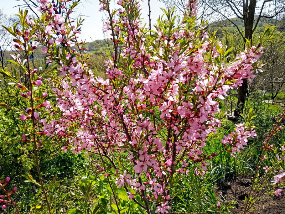 Миндаль бобовник