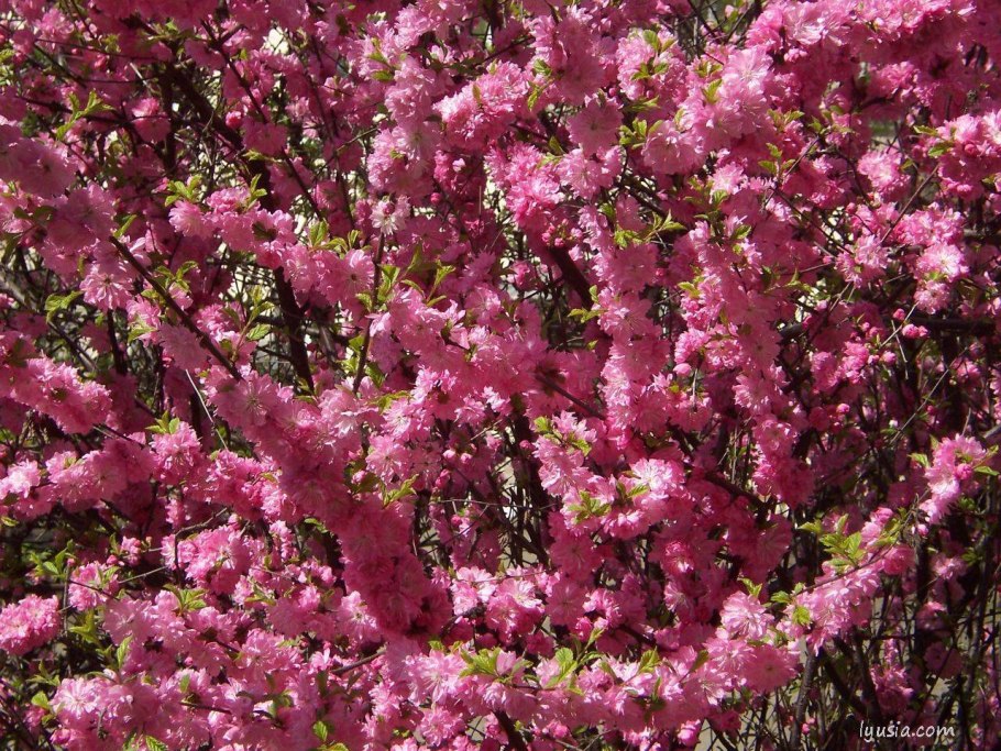 Миндаль трехлопастный луизеания