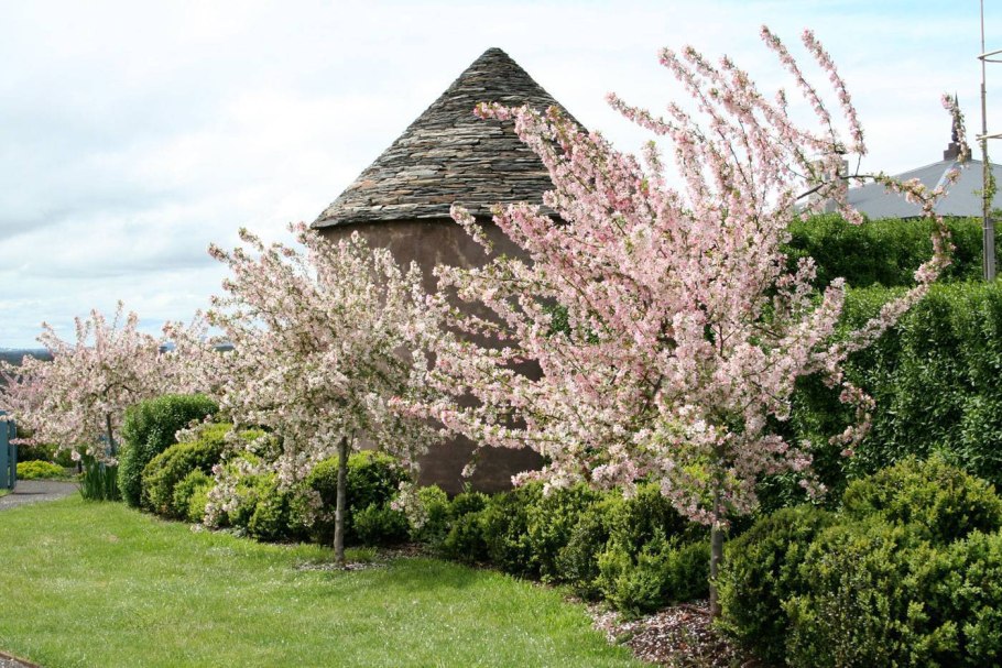 Prunus triloba на штамбе