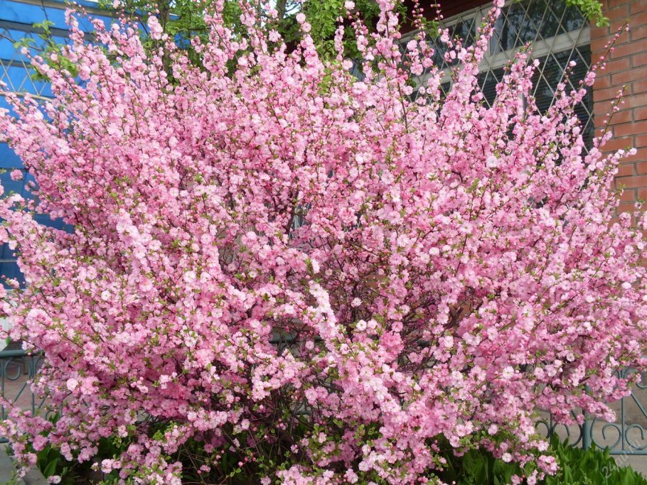 Сакура (миндаль, вишня декоративная) Пинк Перфекшн