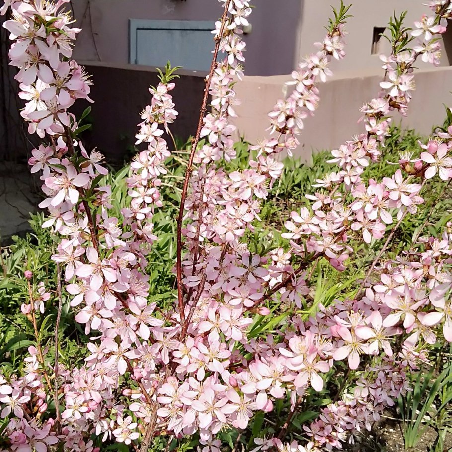 Миндаль декоративный кустарник