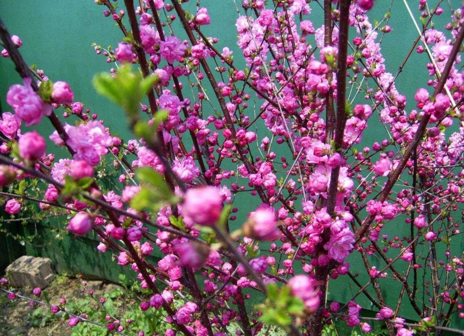 Сакура Розеа плена