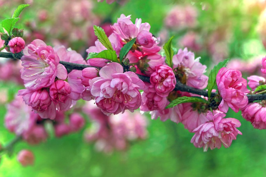 Миндаль трехлопастный луизеания