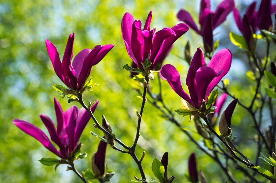 Декоративный миндаль форма листа