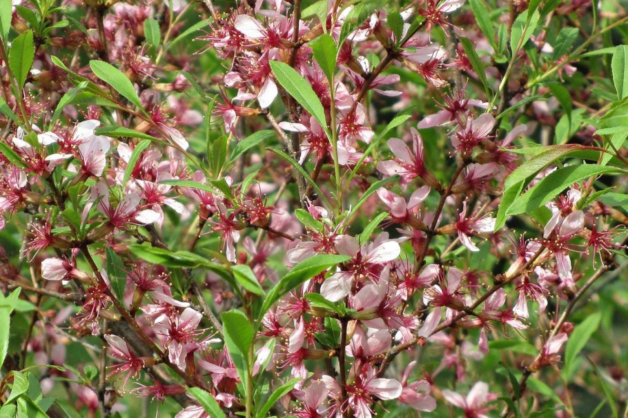 Миндаль Ледебура кустарник