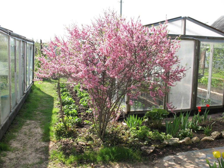 Миндаль декоративный кустарник посадка