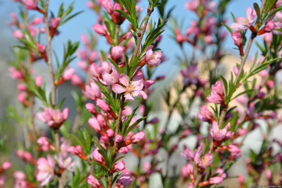 Куст миндаль декоративный