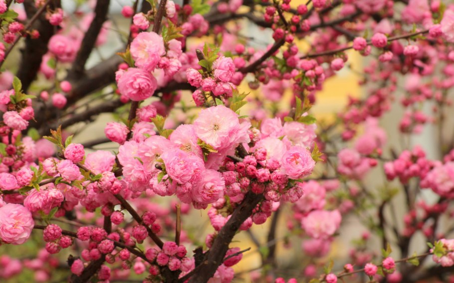 Миндаль трехлопастный луизеания