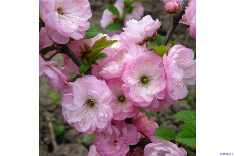 Миндаль трехлопастный луизеания