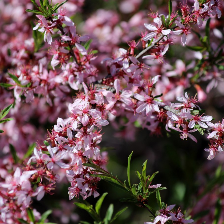 Миндаль Монако