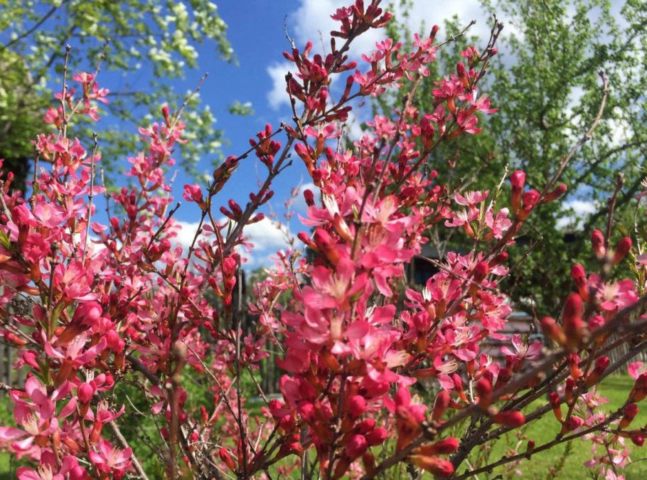 Миндаль Ледебура