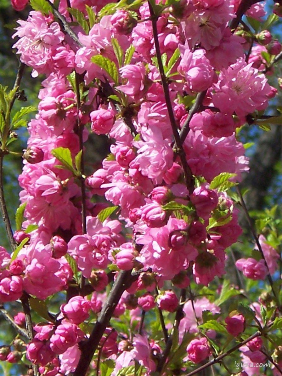 Миндаль кустарник