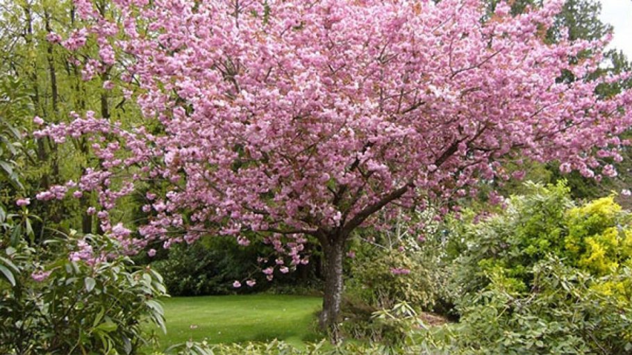 Миндаль трехлопастной габитус