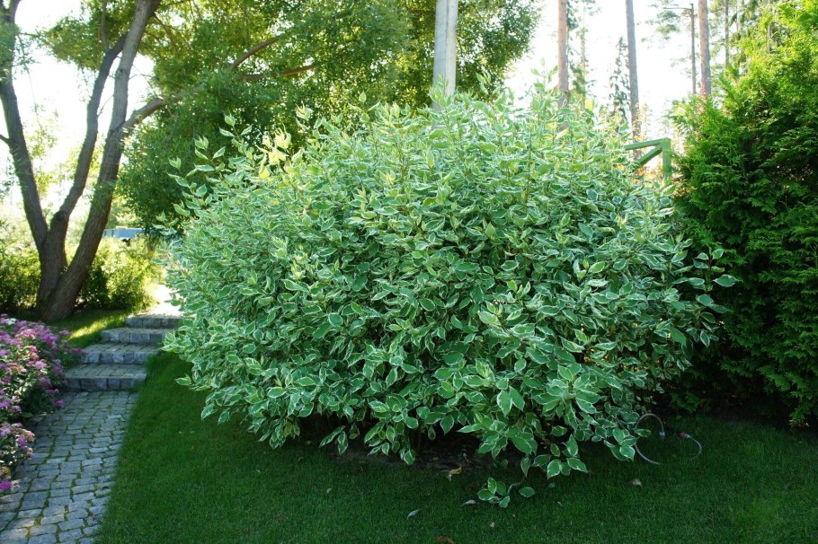 Cornus Alba elegantissima