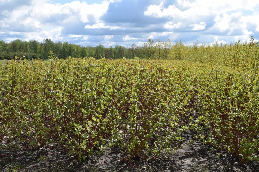 Дерен Ауреа Элегантиссима
