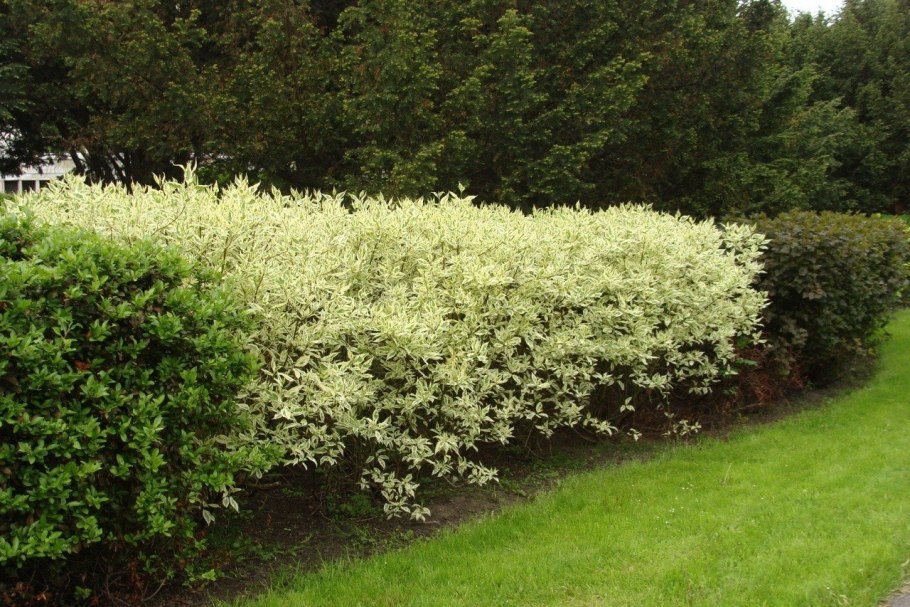 Дерен Элегантиссима в ландшафтном