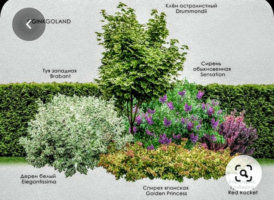 Миксбордер с дереном