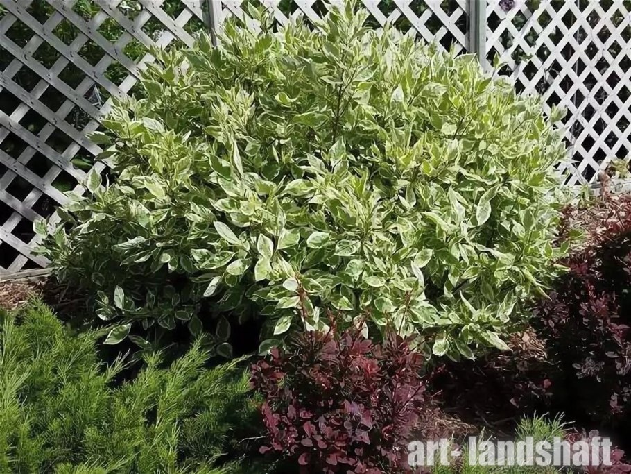 Дерен Cornus Alba sibirica