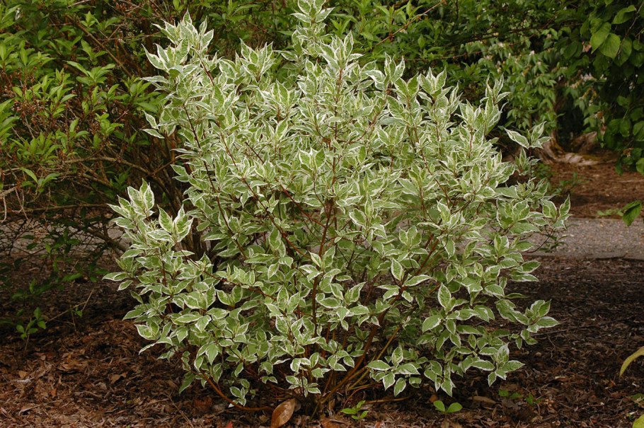 Опоры под дерен кустарник