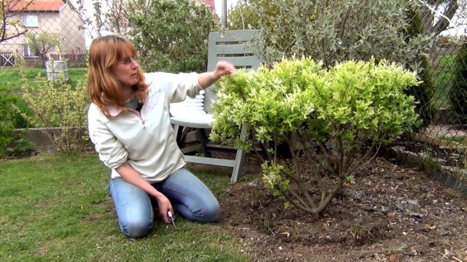 Дерен спорный Cornus controversa