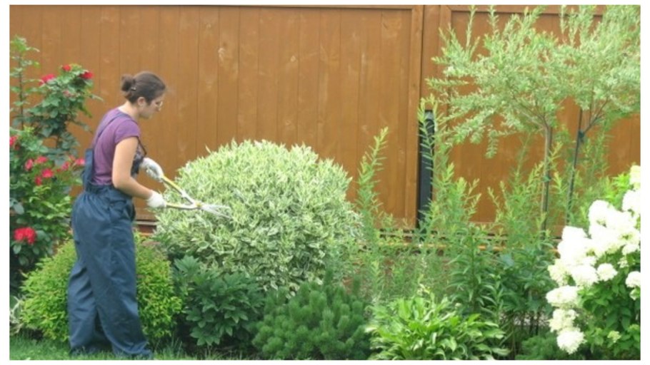 Дерен Живая изгородь