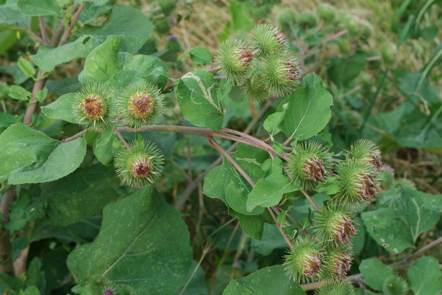 Лопух большой Arctium Lappa