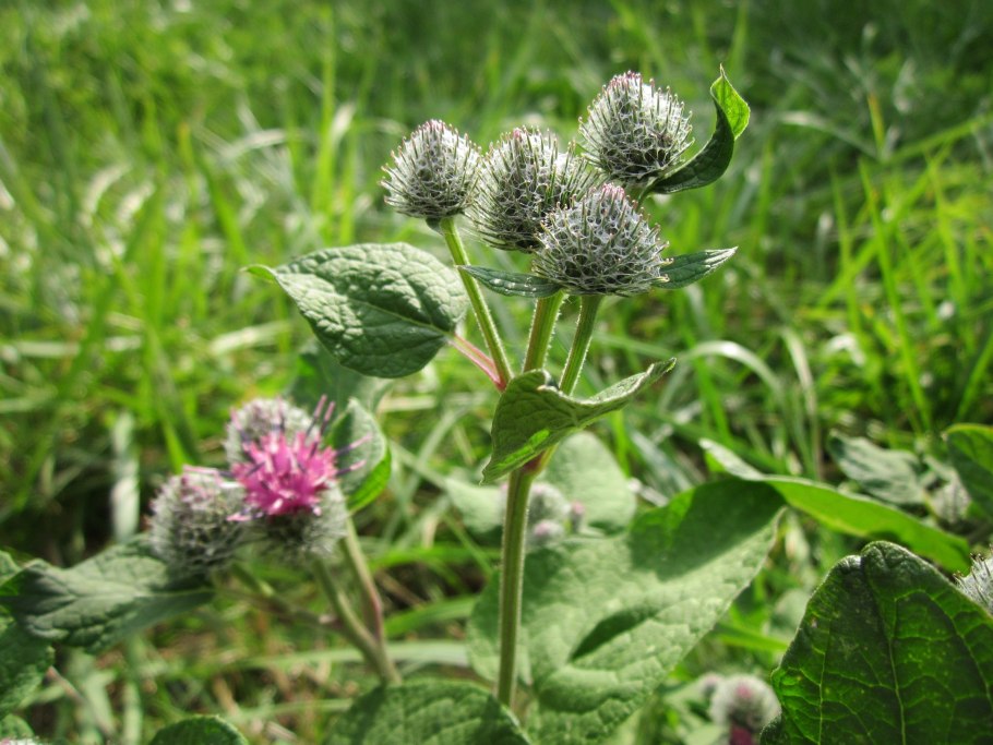 Arctium tomentosum