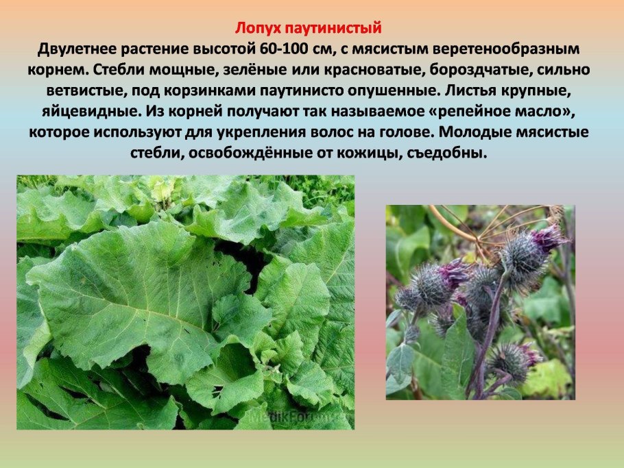 Лопух описание растения