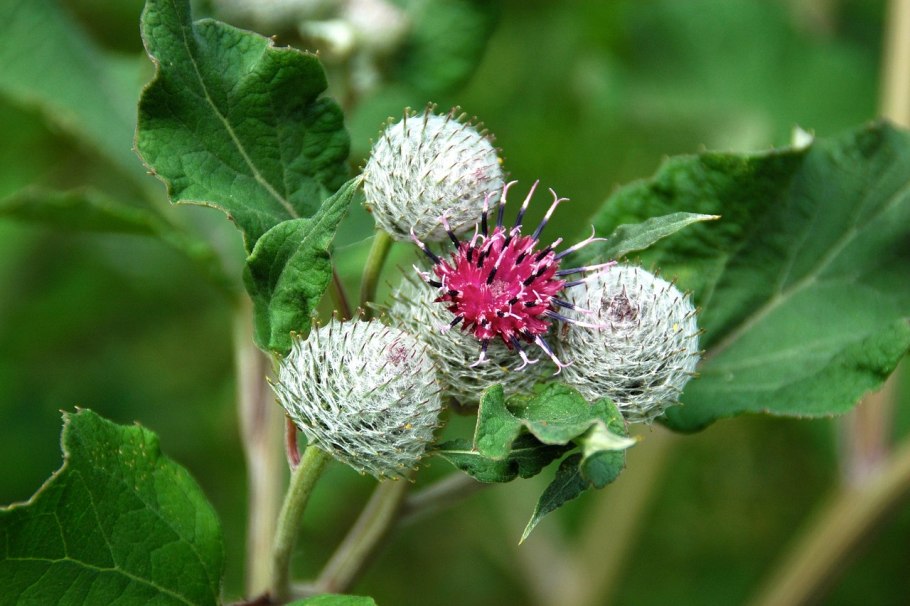 Репейник (Burdock)