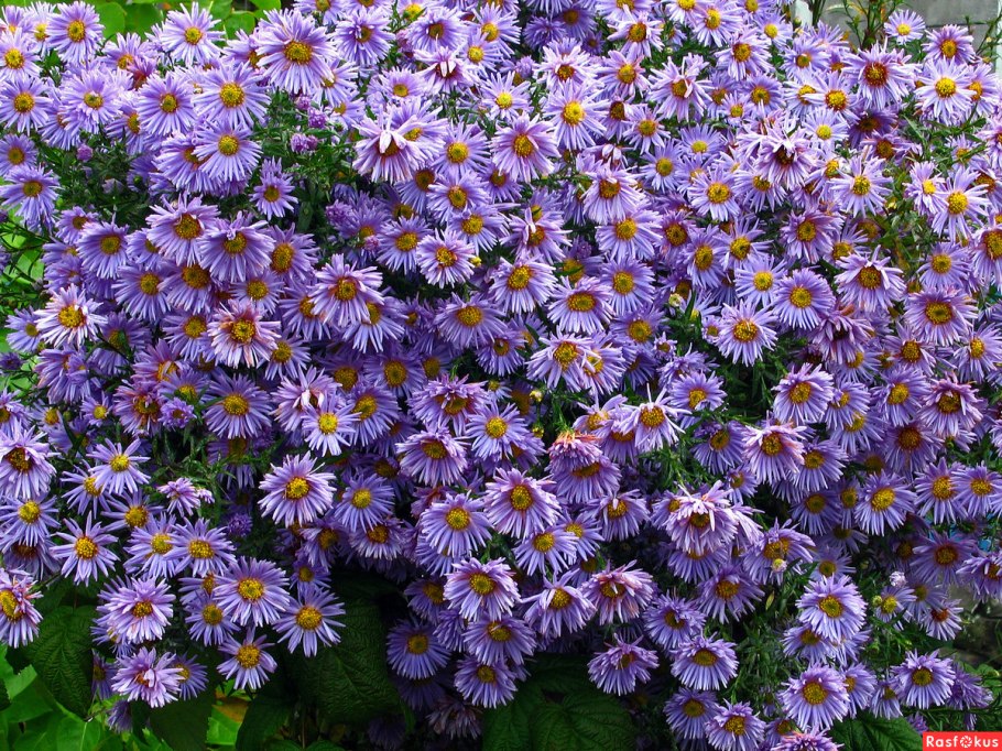 Астра новобельгийская Уинстон Черчилль