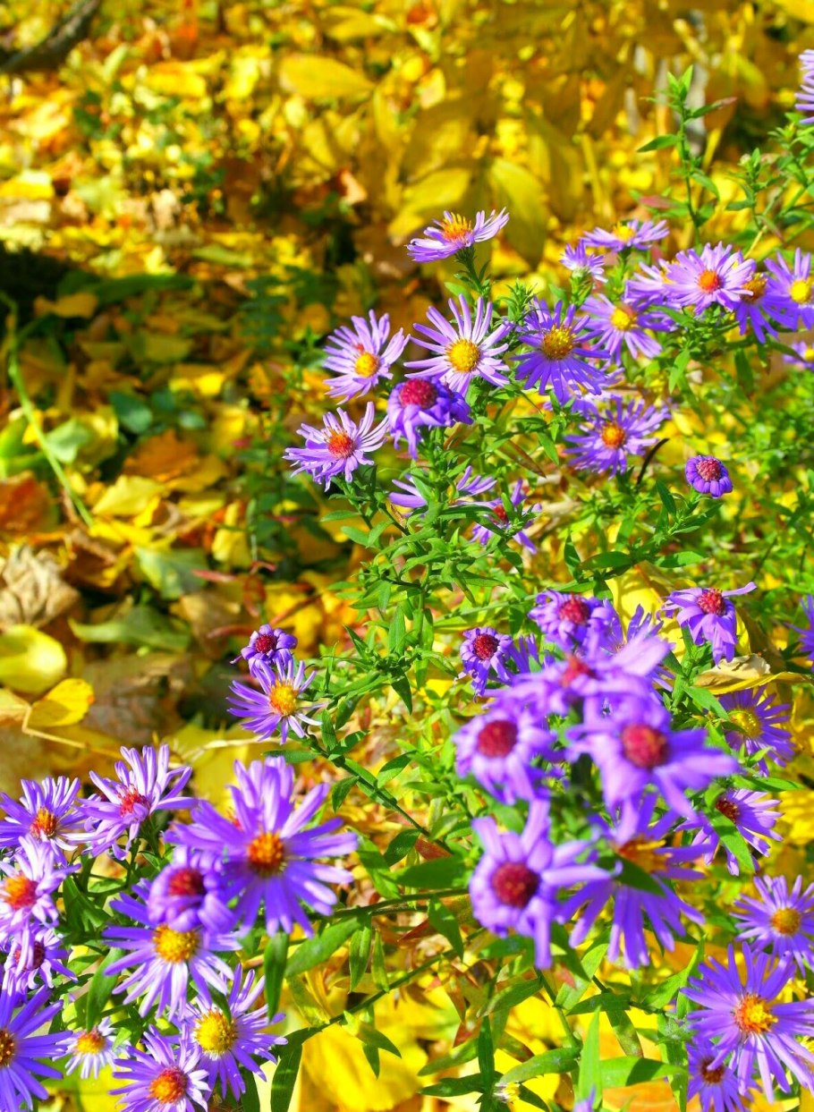 Октябринки желтые цветы