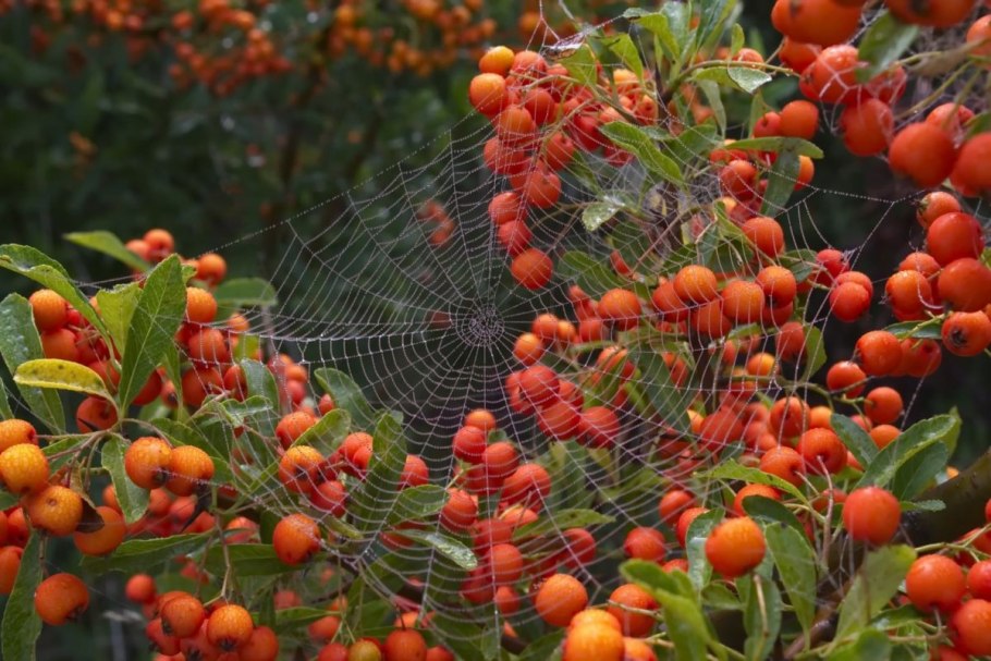 Перец бабье лето