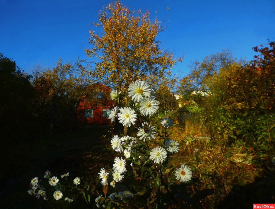 Астра бабье лето