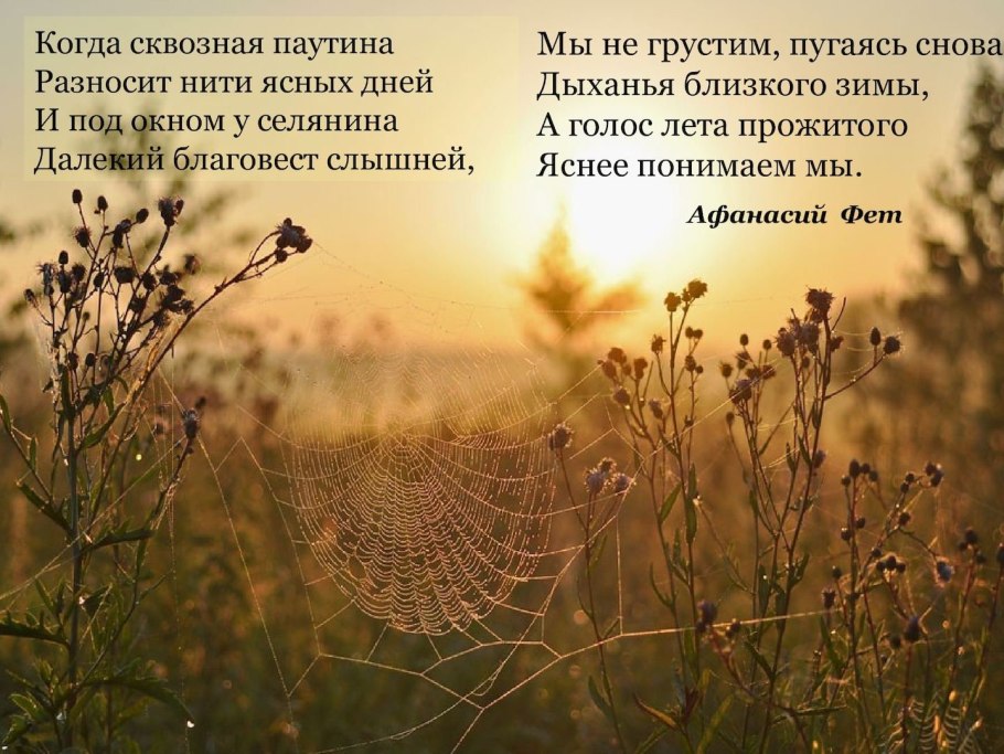 Паутина в поле