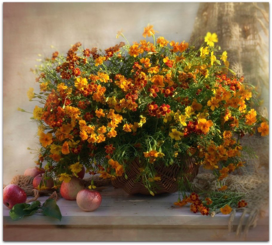 Октябринка апельсиновая