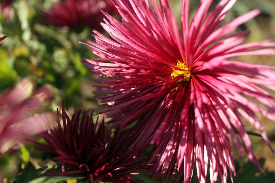 Хризантема бабье лето