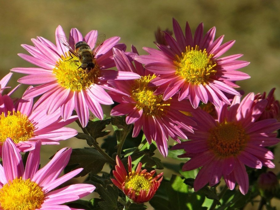 Бабье лето цветы