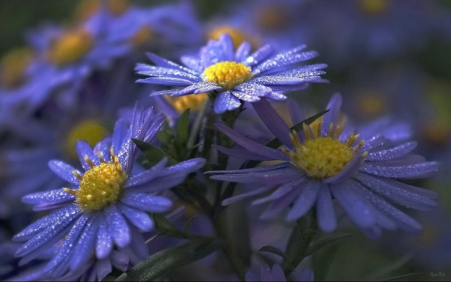 Сентябрины обои